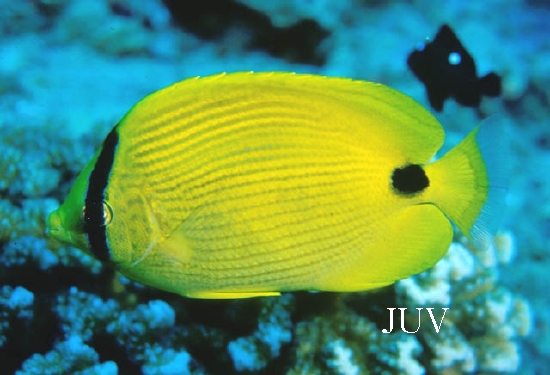  Chaetodon plebeius (Bluespot Butterflyfish, Bluebloch Butterflyfish)